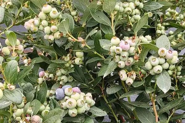 蓝莓的过冬方法，对植株套上薄膜可以保温
