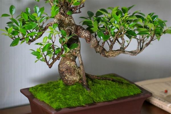 榕树烂根如何处理，剪除烂根再换土重栽