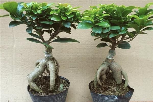 榕树烂根如何处理，剪除烂根再换土重栽