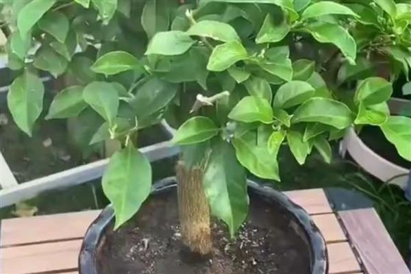 三角梅叶片发黄一碰就掉的原因，一般是缺少光照、发生病害、浇水过多等因素引起