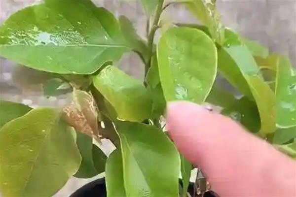 三角梅叶片发黄一碰就掉的原因，一般是缺少光照、发生病害、浇水过多等因素引起