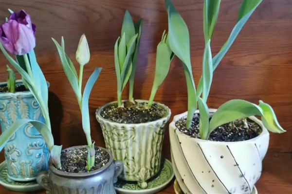 怎么养护郁金香，花期保持适宜湿度可让植株旺盛生长