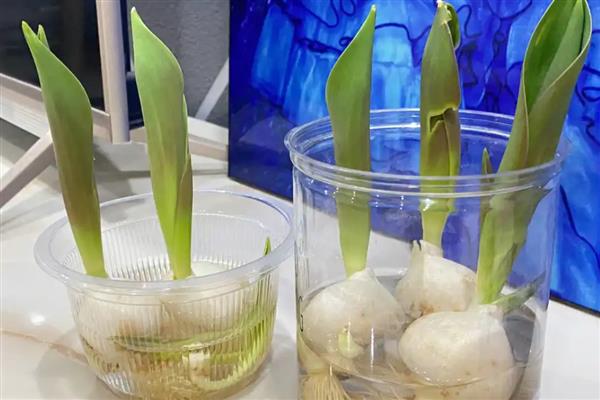 怎么养护郁金香，花期保持适宜湿度可让植株旺盛生长