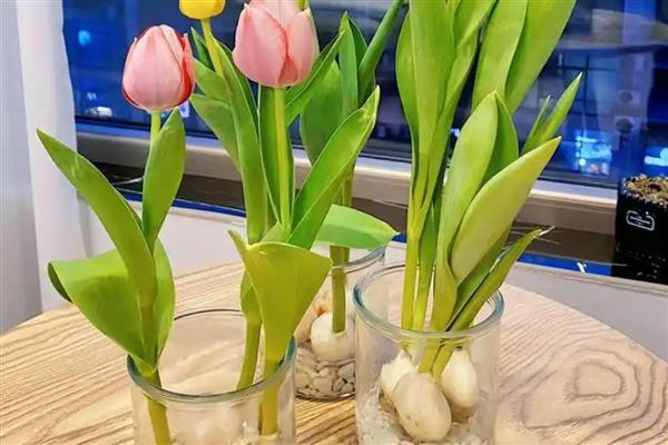 怎么养护郁金香，花期保持适宜湿度可让植株旺盛生长