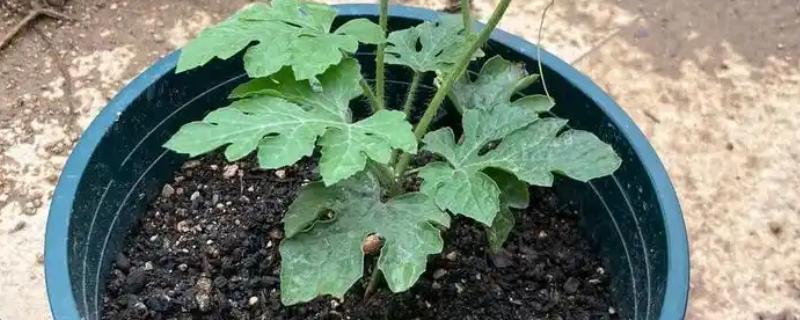 西瓜子的盆栽种植方式，可以在夏末秋初时进行