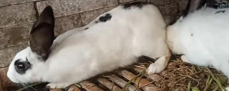 冬季饲养肉兔要注意什么，兔舍的温度应保持在15-25℃