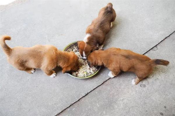 幼犬如何喂养，通常以少食多餐为最佳