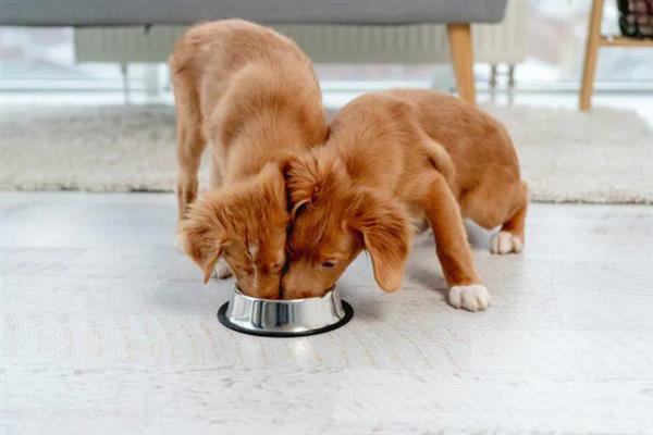 幼犬如何喂养，通常以少食多餐为最佳