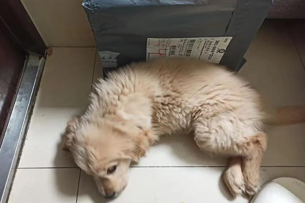 幼犬如何喂养，通常以少食多餐为最佳