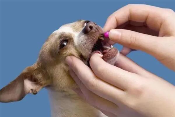 幼犬如何喂养，通常以少食多餐为最佳