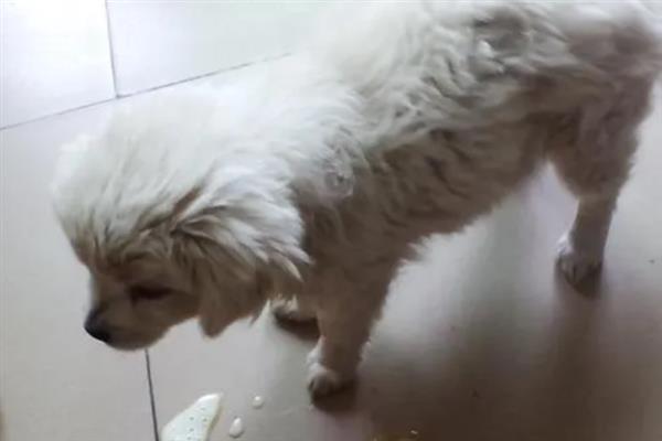 幼犬如何喂养，通常以少食多餐为最佳