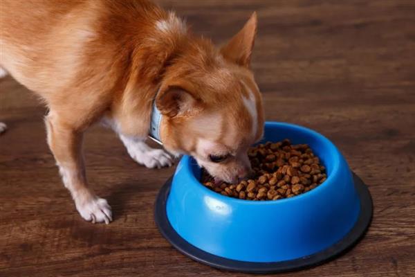 幼犬如何喂养，通常以少食多餐为最佳