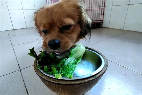 幼犬如何喂养，通常以少食多餐为最佳