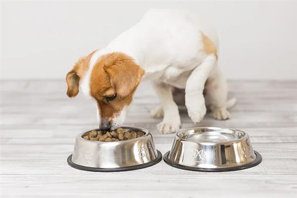幼犬如何喂养，通常以少食多餐为最佳