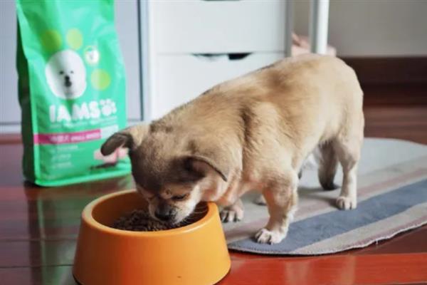 幼犬如何喂养，通常以少食多餐为最佳