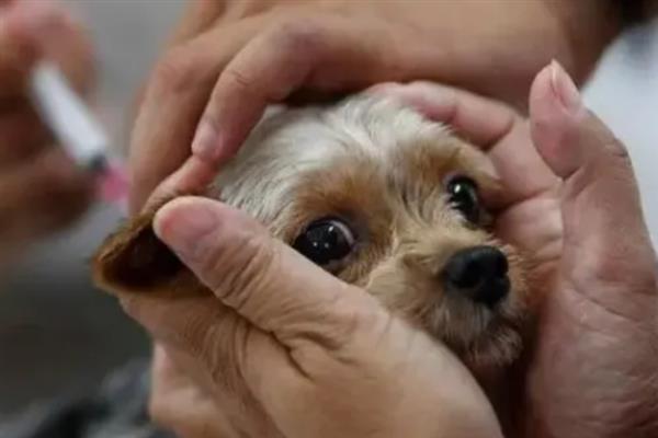 幼犬如何喂养，通常以少食多餐为最佳