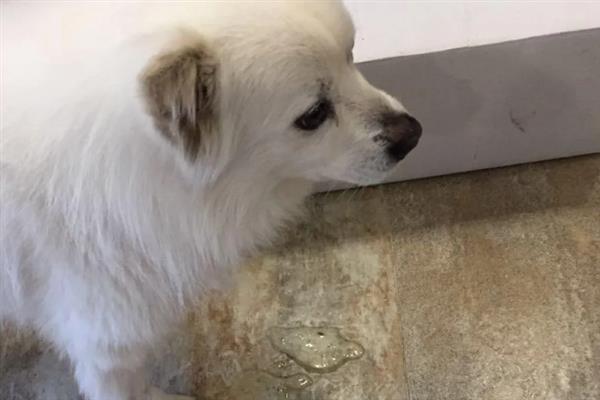 幼犬如何喂养，通常以少食多餐为最佳