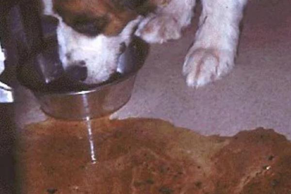 幼犬如何喂养，通常以少食多餐为最佳