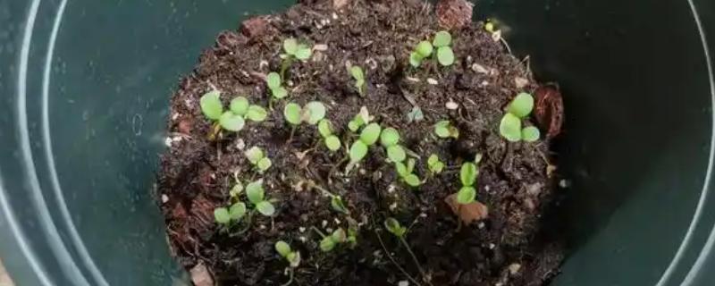 百日草的播种方式，建议在春季进行