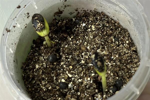 西瓜子的盆栽种植方式，可以在夏末秋初时进行
