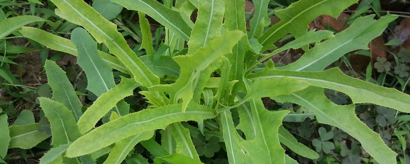 营养丰富的野菜，常见的有曲曲菜、野蒜等