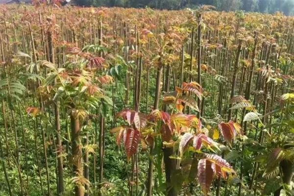 香椿的播种方式，未出苗前需严格控制浇水