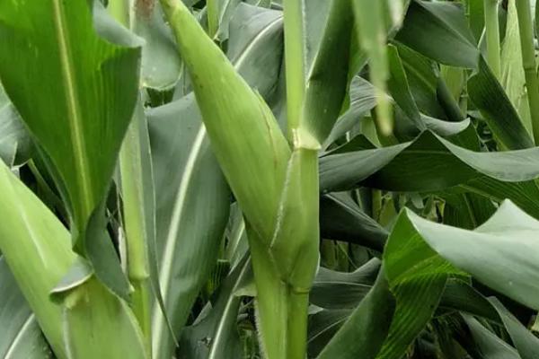 黑甜玉9号玉米种子介绍，种植密度以3300株/亩为宜