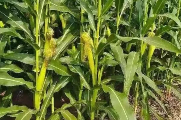 九圣禾2468玉米品种的特性，春播平均生育期113.7天