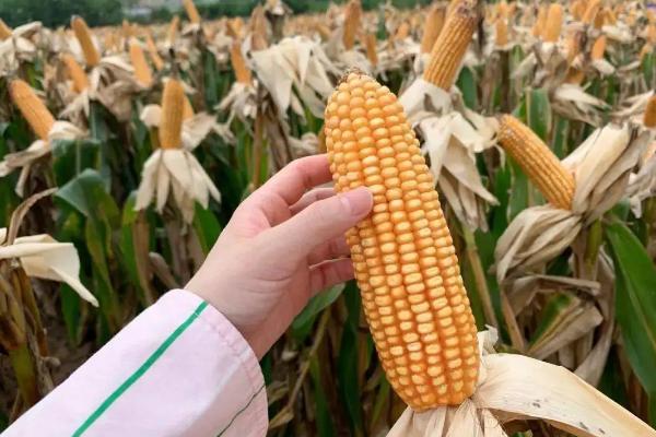 九圣禾805玉米品种的特性，春播平均生育期115天