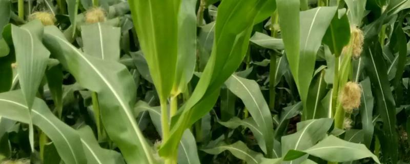 九圣禾2468玉米品种的特性，春播平均生育期113.7天
