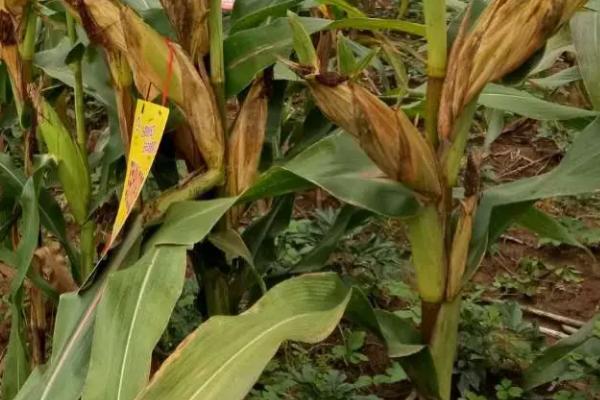 九圣禾2468玉米品种的特性，春播平均生育期113.7天