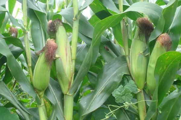 圳甜138玉米种子介绍