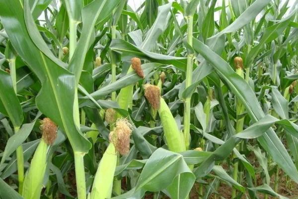 圳甜138玉米种子介绍