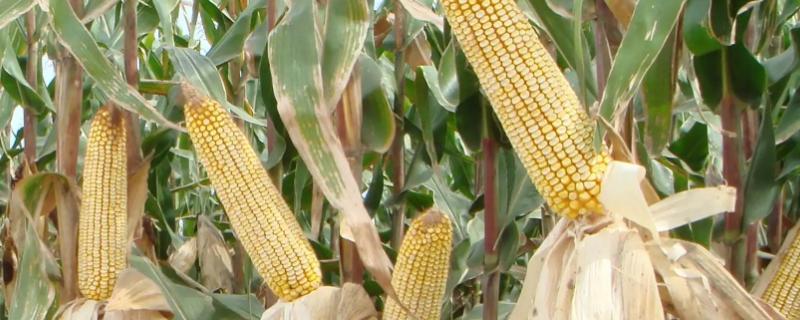 佳益456玉米种子简介，春播平均生育期122.1天