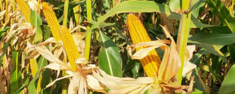 圳甜138玉米种子介绍