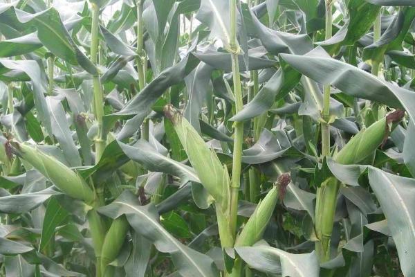 圳甜138玉米种子介绍