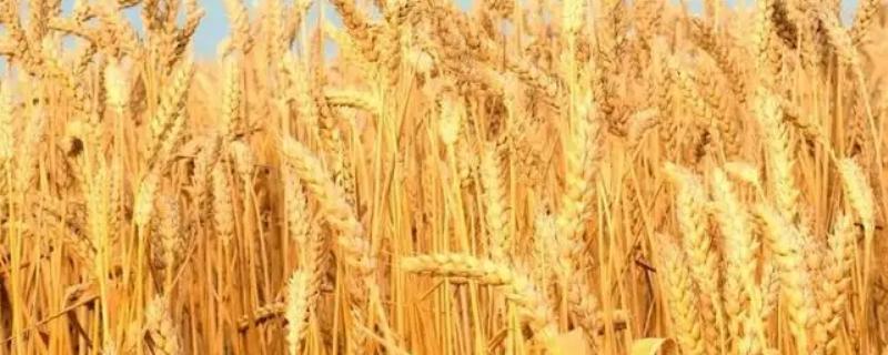 科成麦18小麦种子特征特性，高抗条锈病