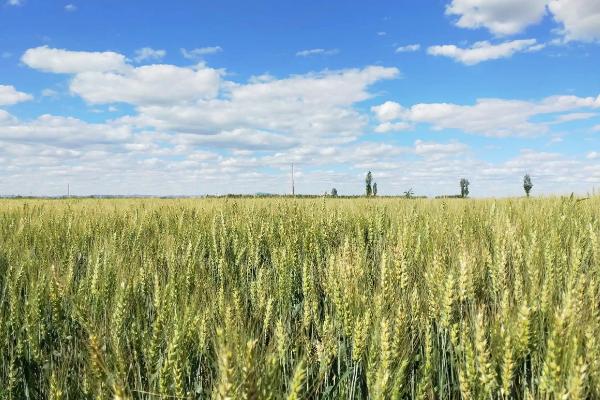 川麦701小麦品种的特性，适时防治白粉病和赤霉病