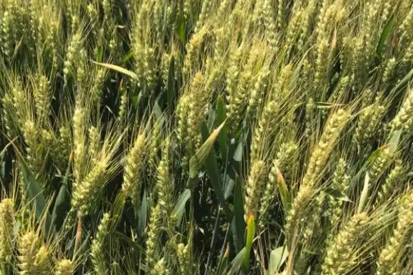 科成麦18小麦种子特征特性,高抗条锈病