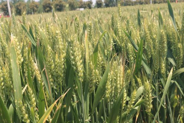 川麦701小麦品种的特性，适时防治白粉病和赤霉病