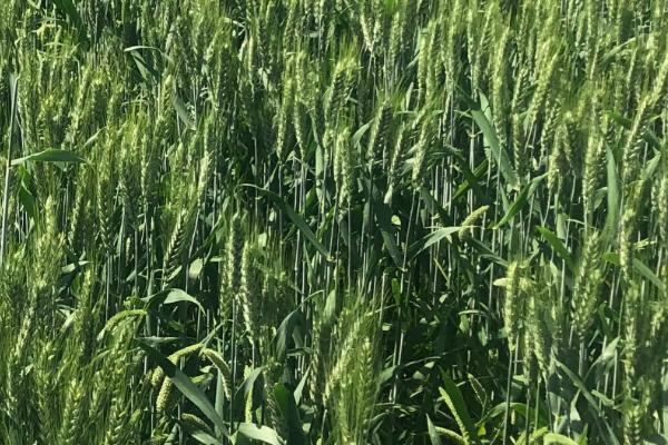 川麦701小麦品种的特性，适时防治白粉病和赤霉病