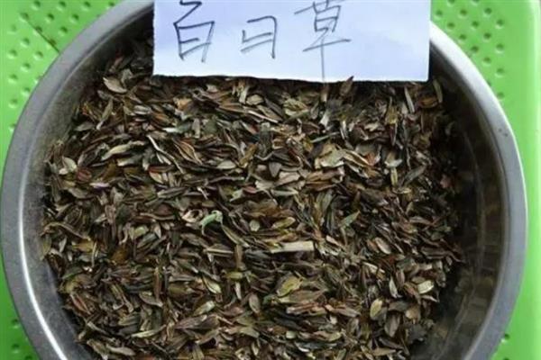 百日草的播种方式，建议在春季进行
