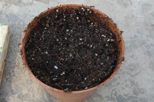 百日草的播种方式，建议在春季进行