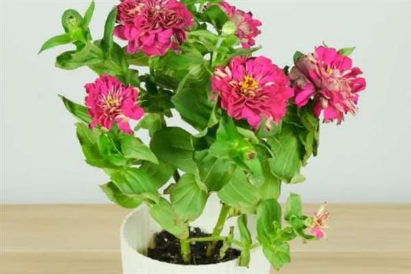 百日草的播种方式，建议在春季进行