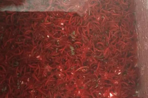红虫的养殖方法，晚上一定不能将灯光关掉
