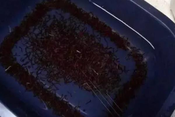 红虫的养殖方法，晚上一定不能将灯光关掉