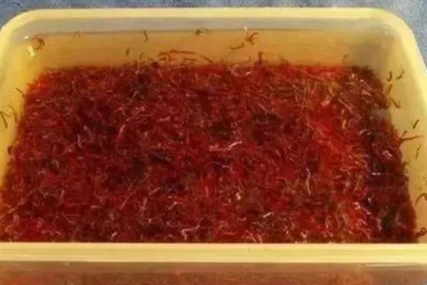 红虫的养殖方法，晚上一定不能将灯光关掉