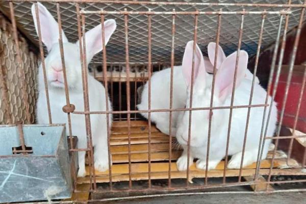 冬季饲养肉兔要注意什么，兔舍的温度应保持在15-25℃