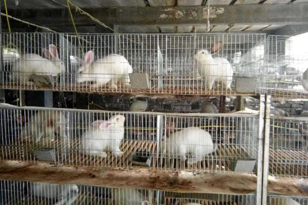 冬季饲养肉兔要注意什么，兔舍的温度应保持在15-25℃