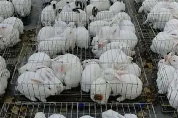 冬季饲养肉兔要注意什么，兔舍的温度应保持在15-25℃
